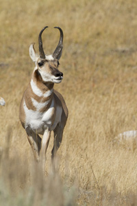 pronghorn
